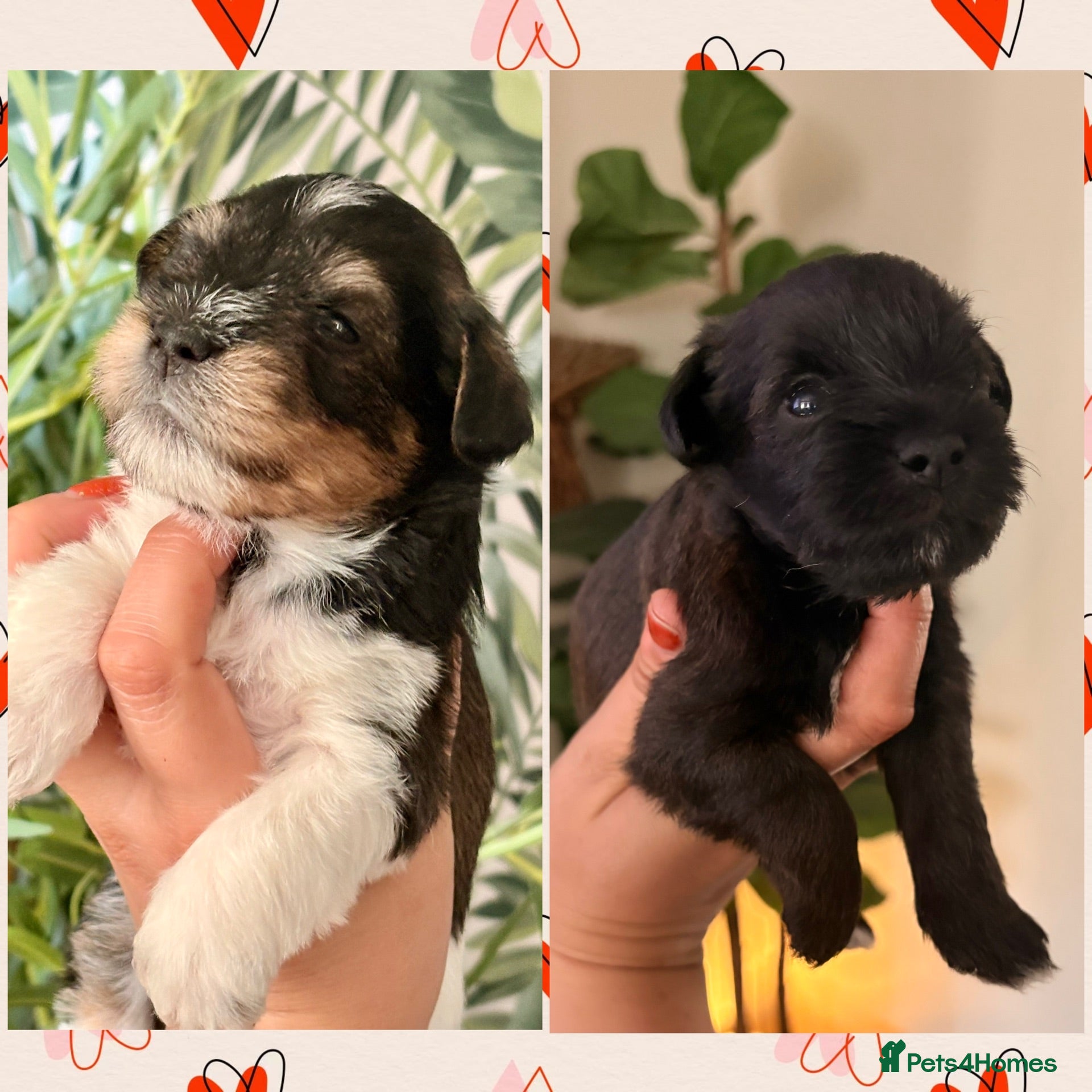 Miniature Schnauzer dogs KC BVA H/T Tri-Colour Parti & Black Mini Schnauzer - Advert 3