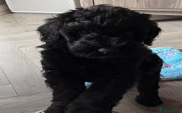 Australian Labradoodle dogs for sale: Stunning Genuine Australian Labradoodles  - Image 36