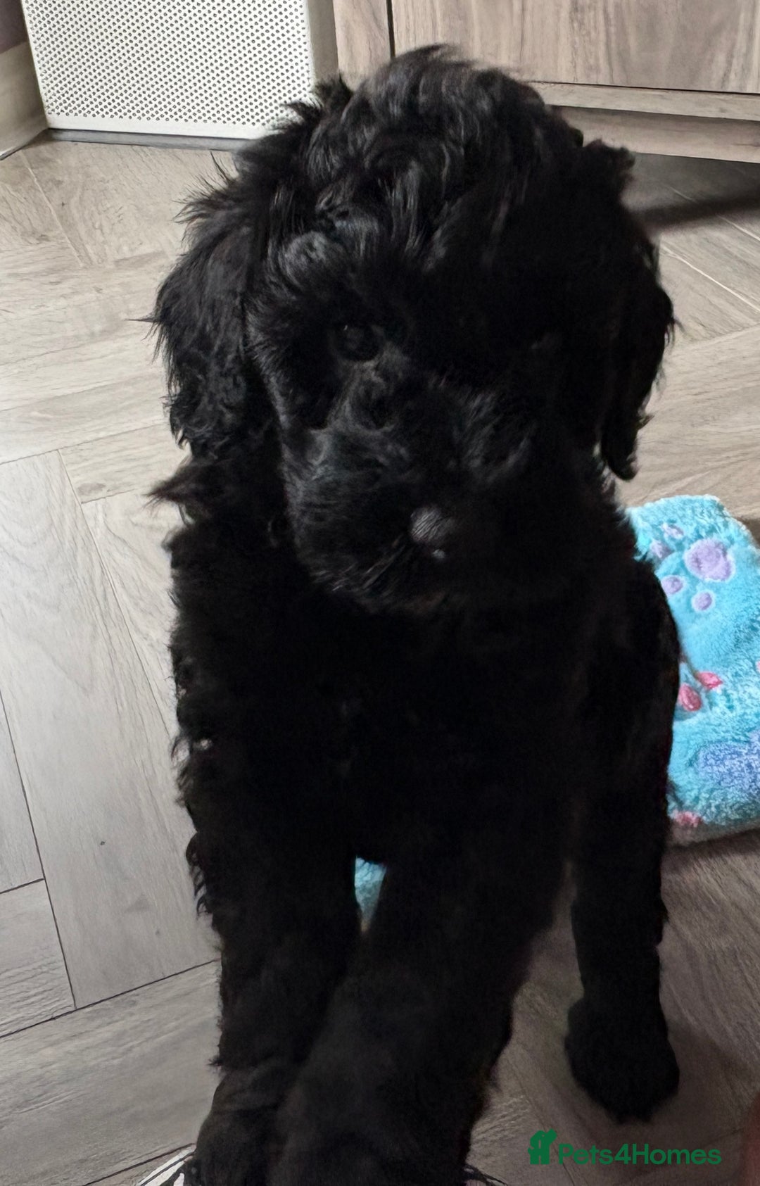 Australian Labradoodle dogs for sale: Stunning Genuine Australian Labradoodles  - Image 36
