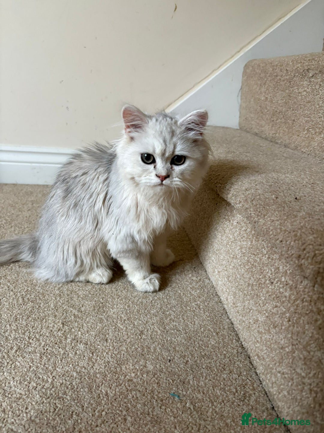 Persian cats for sale: Two stunning Chinchilla Persian Kittens - Advert 3