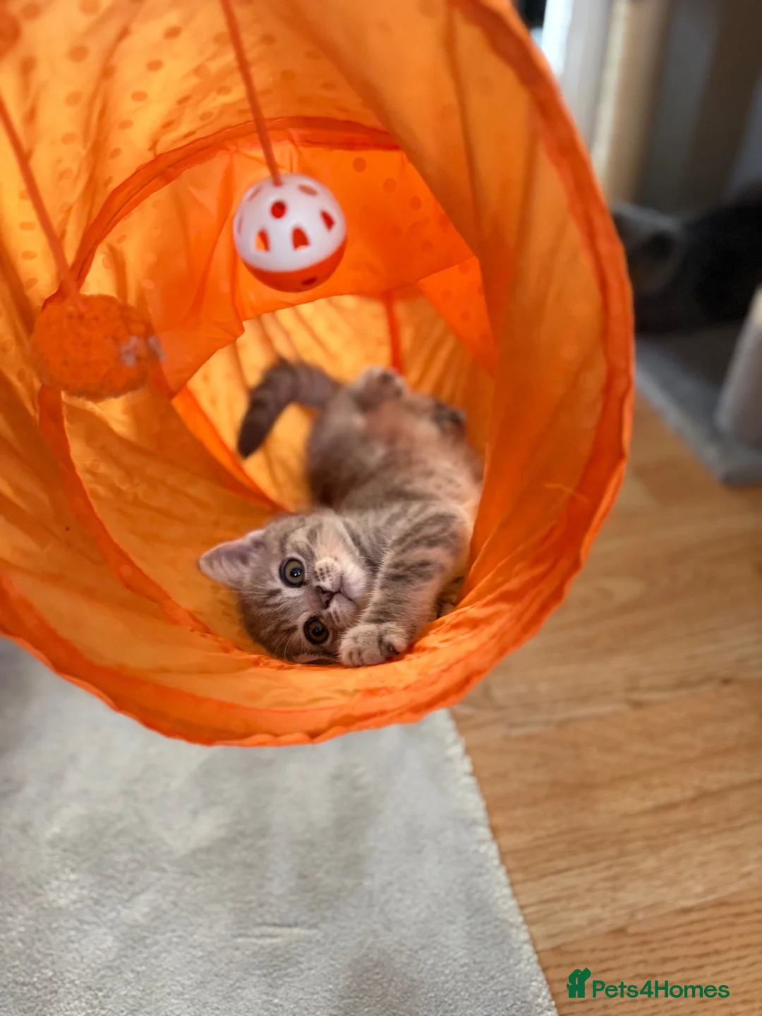 British Shorthair cats for sale: British Shorthair Boy Kitten 💙 - Advert 6