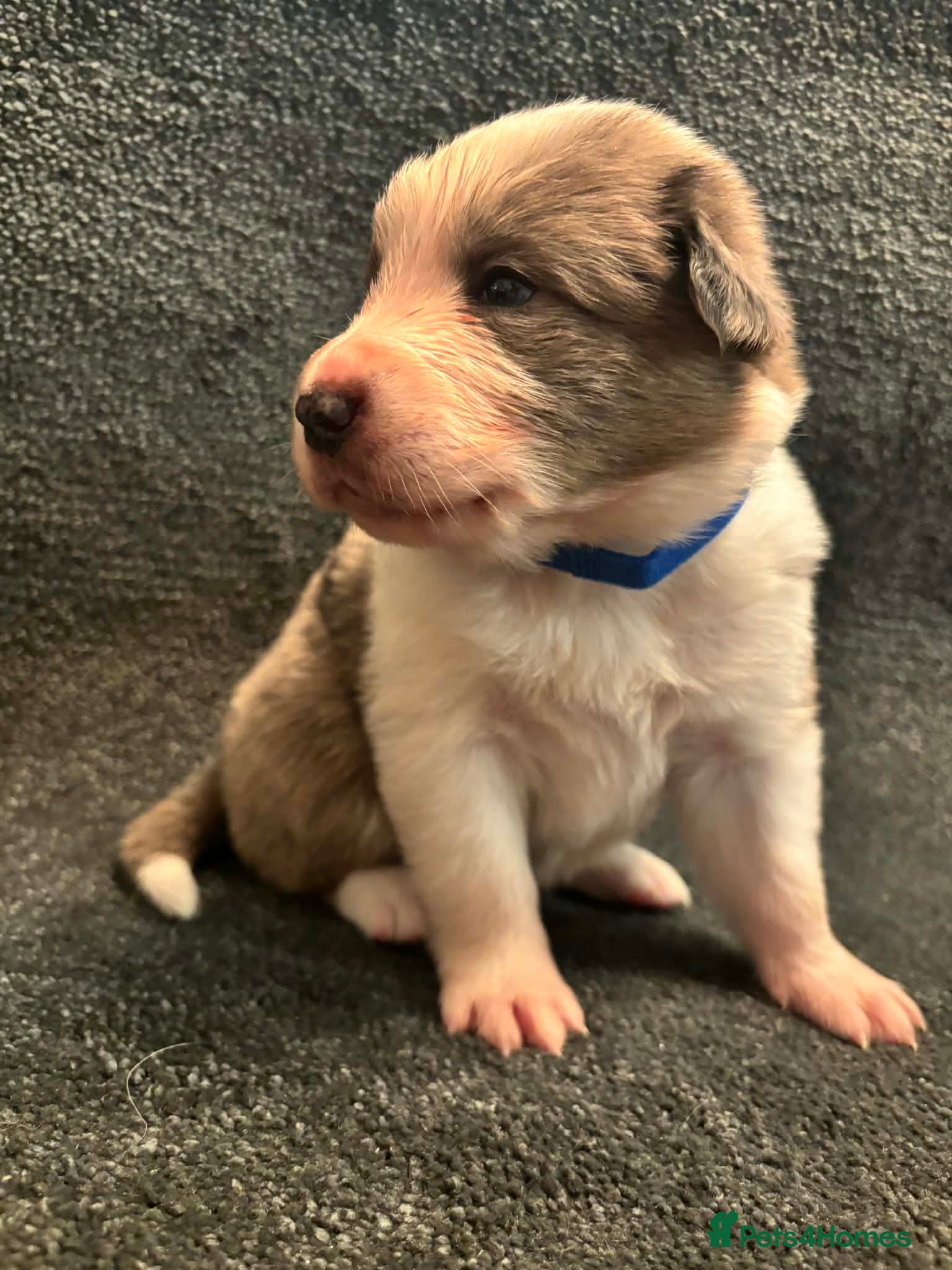 Border Collie dogs 8 Gorgeous Border Collie Puppies for Sale  - Advert 2