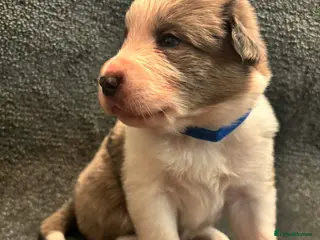 Border Collie dogs 8 Gorgeous Border Collie Puppies for Sale - Advert 2