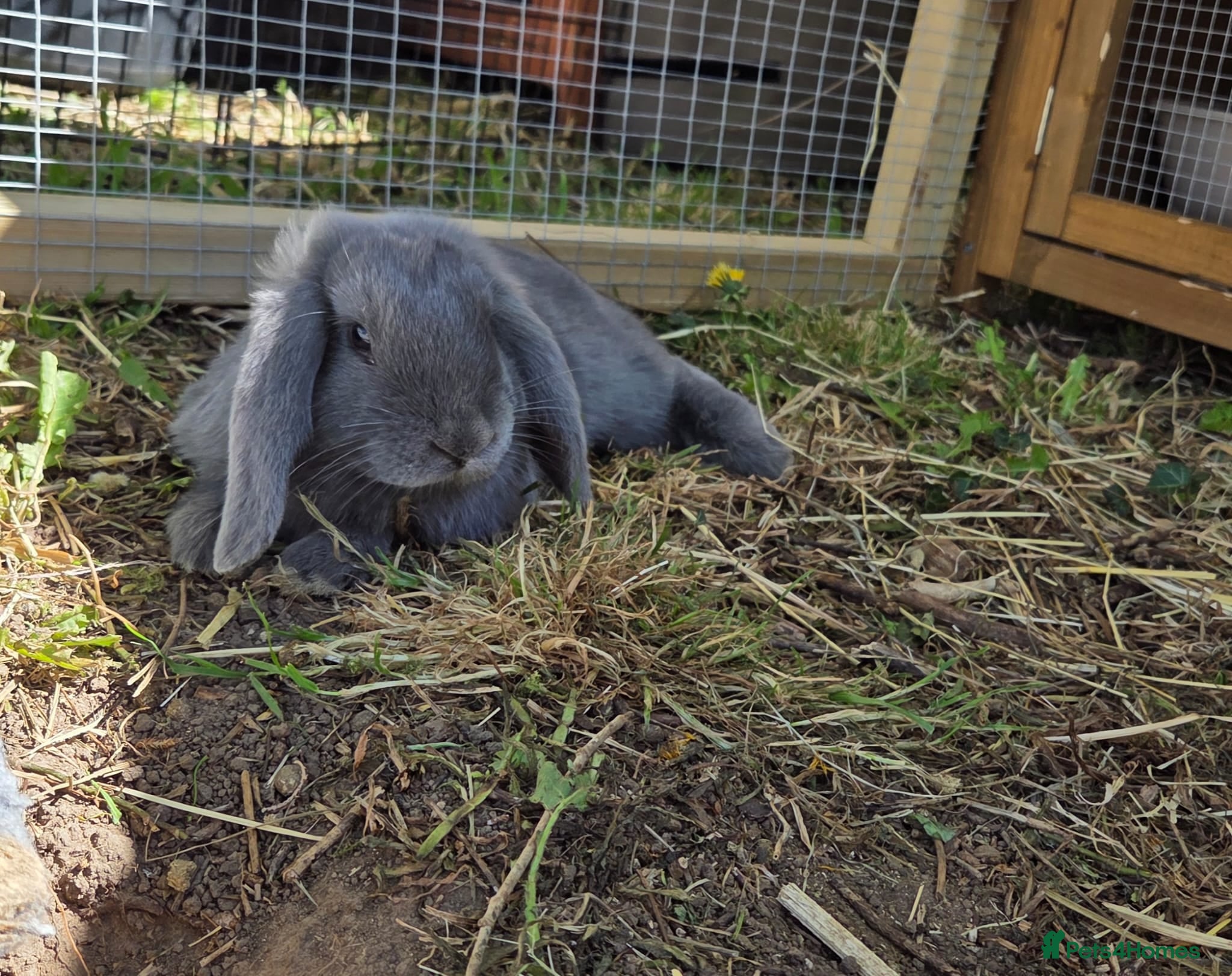 Mini Lop rabbits Mini lop  - Advert 15