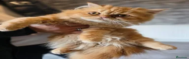 Persian 1
