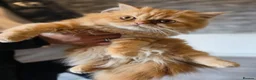 Persian cats for sale:  1 Stunning Persian boy  - Advert 2
