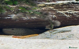 Terrapin reptiles for sale: 2 diamond back terrapins  - Image 5