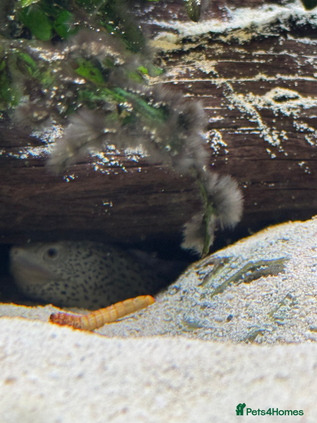 Terrapin reptiles for sale: 2 diamond back terrapins  - Image 5