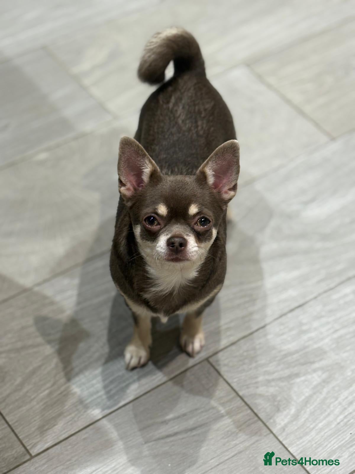 Chihuahua dogs 🎉Register your interest now! 5⭐️ licensed breeder - Advert 10