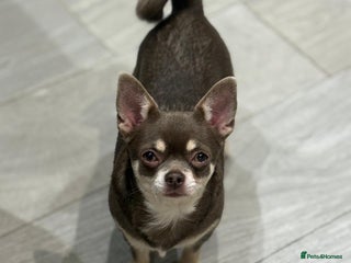 Chihuahua dogs 🎉Register your interest now! 5⭐️ licensed breeder - Advert 11