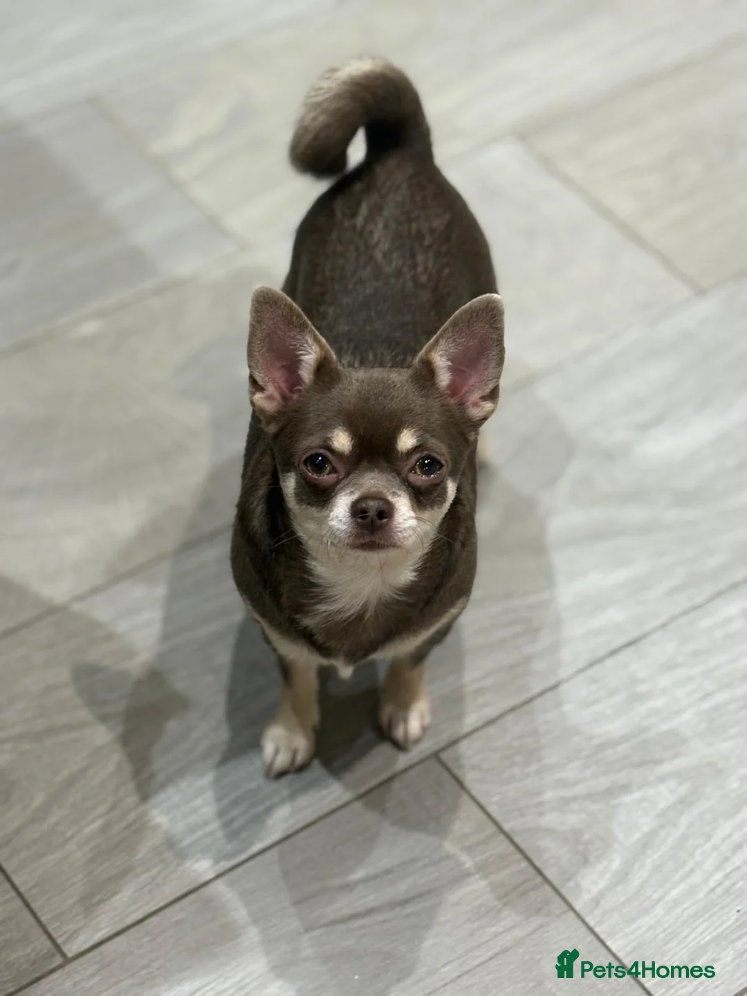 Chihuahua dogs for sale: 🎉BORN 25/12/25🎉. LAST BOY READY 13/03/26 💛💛💛 - Advert 14