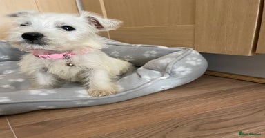 West Highland Terrier dogs - Advert 16