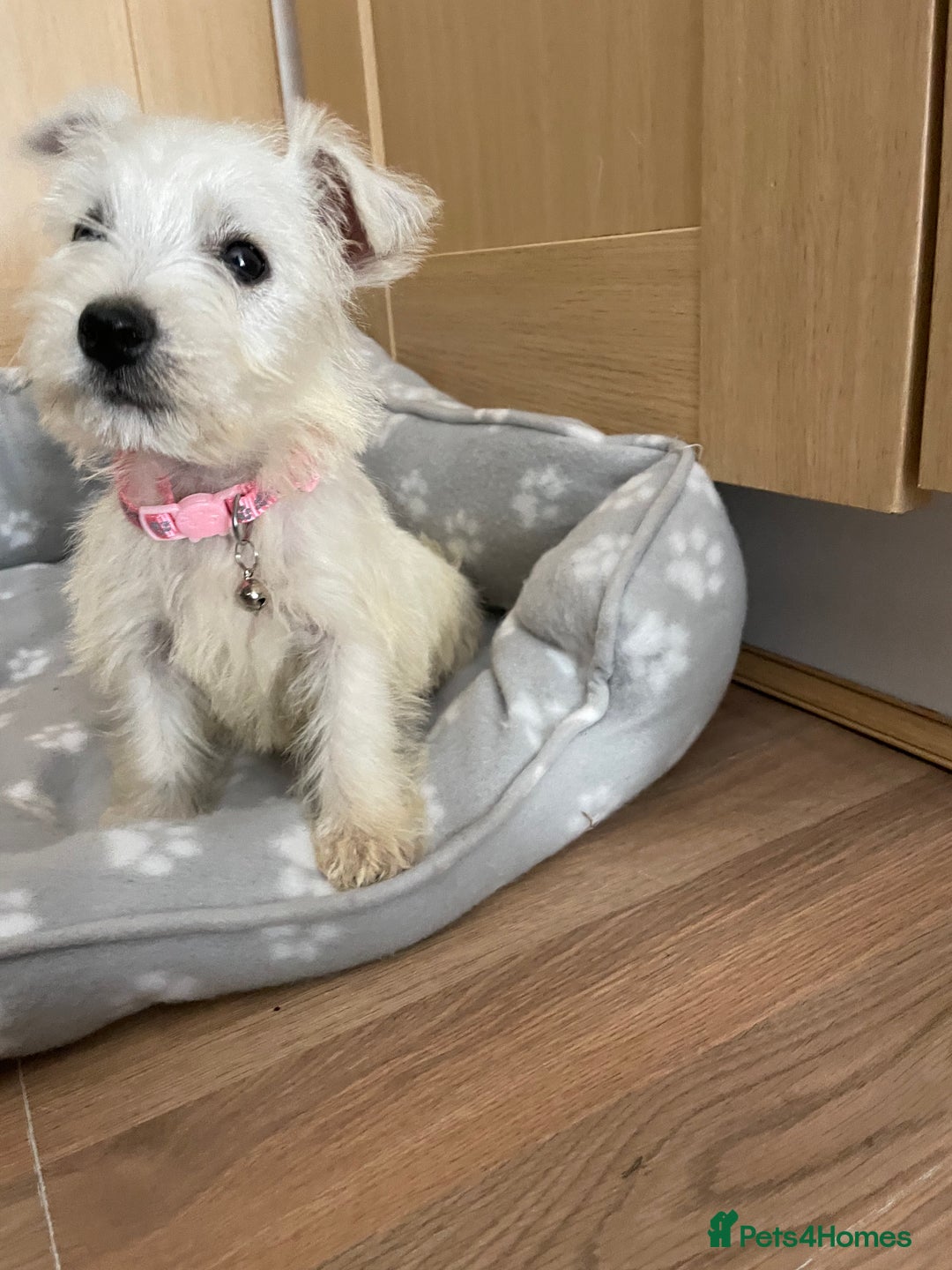 West Highland Terrier dogs for sale: Beautiful west highland terriers puppys - Image 2