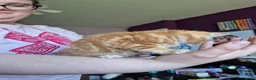 Mixed Breed cats for sale: 5 girls and one boy kitten - Advert 9