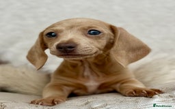 Miniature Dachshund dogs for sale: READY TO LEAVE Rainbow KC Reg Miniature Dachshunds - Image 33