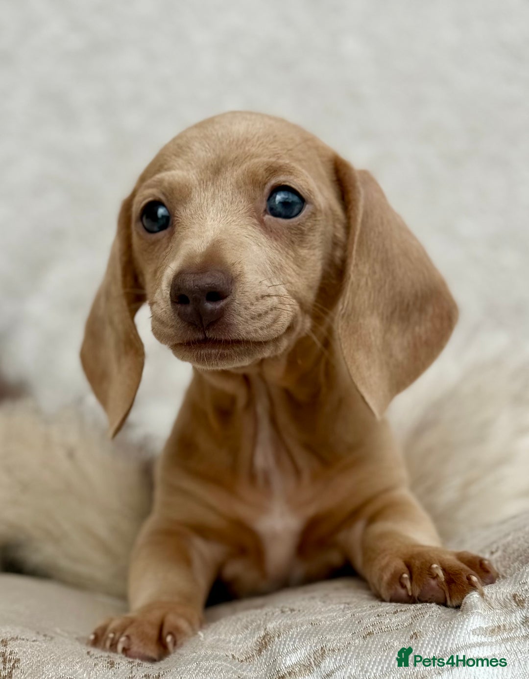 Miniature Dachshund dogs for sale: READY TO LEAVE Rainbow KC Reg Miniature Dachshunds - Image 33