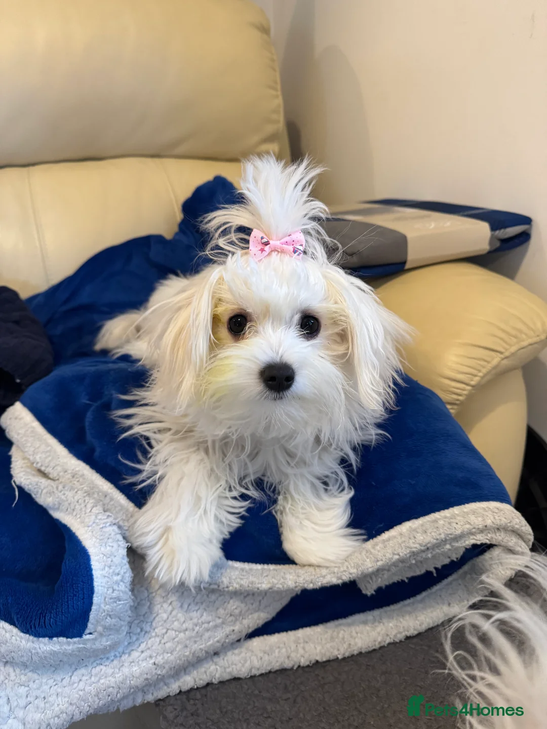 Maltese dogs for sale: 5 generation KC registered Maltese - Advert 5