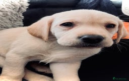Labrador Retriever dogs for sale: 8 super Labrador pups 4 girls 4 boys**NEW PHOTOS** - Image 7