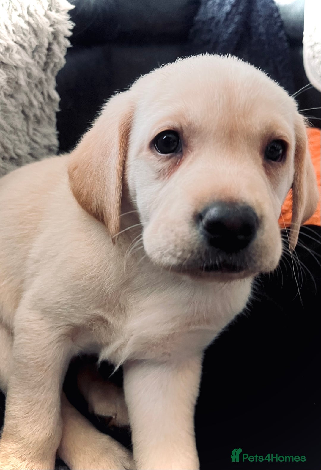 Labrador Retriever dogs for sale: 8 super Labrador pups 4 girls 4 boys**NEW PHOTOS** - Image 7