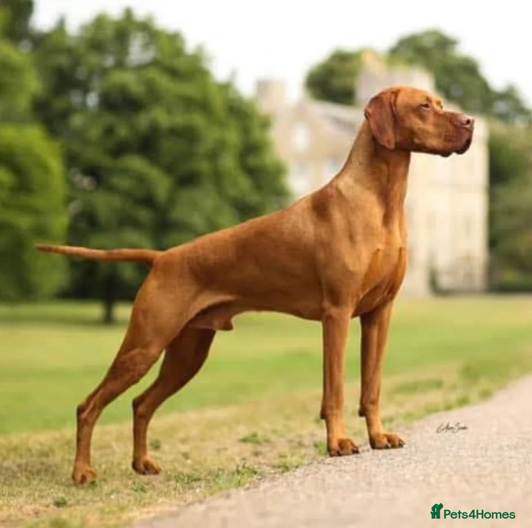 Hungarian Vizsla dogs for sale: Exceptionally Well Bred Hungarian Vizsla Litter in Chinnor - Advert 8
