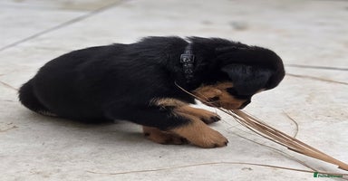 Rottweiler dogs - Advert 2