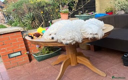 Bichon Frise dogs for sale: Bichons for sale - Image 8
