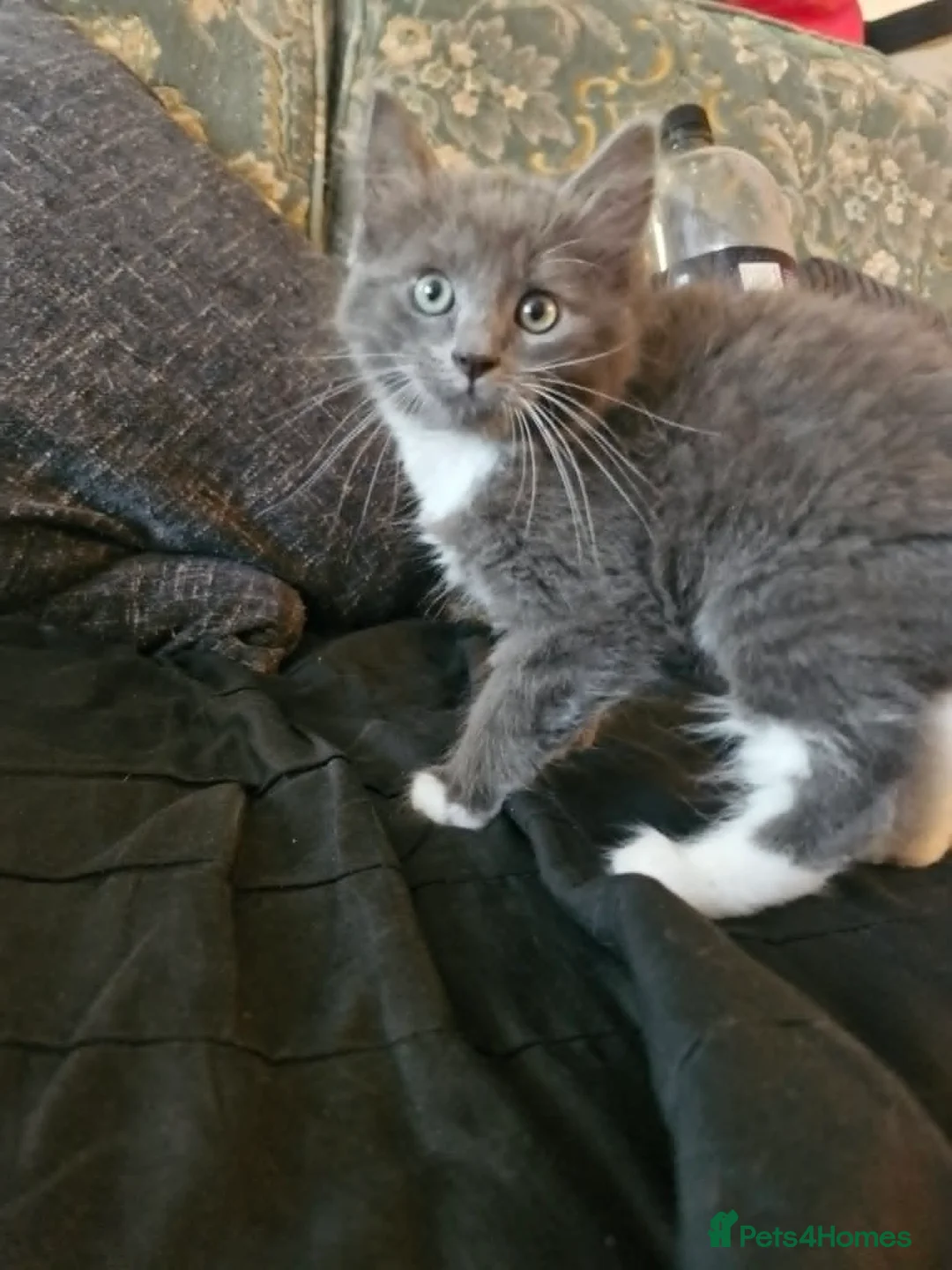 Maine Coon cats for sale: Maine coon cross kittens ready now - Advert 3