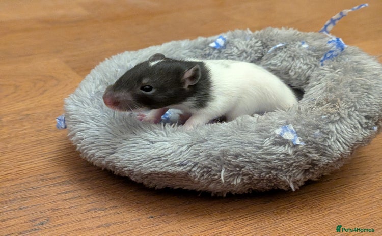 Rat rodents - Advert 1