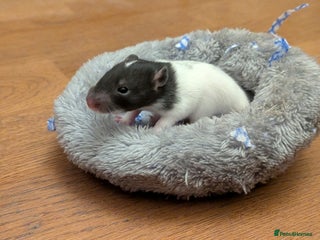 Rat rodents - Advert 9