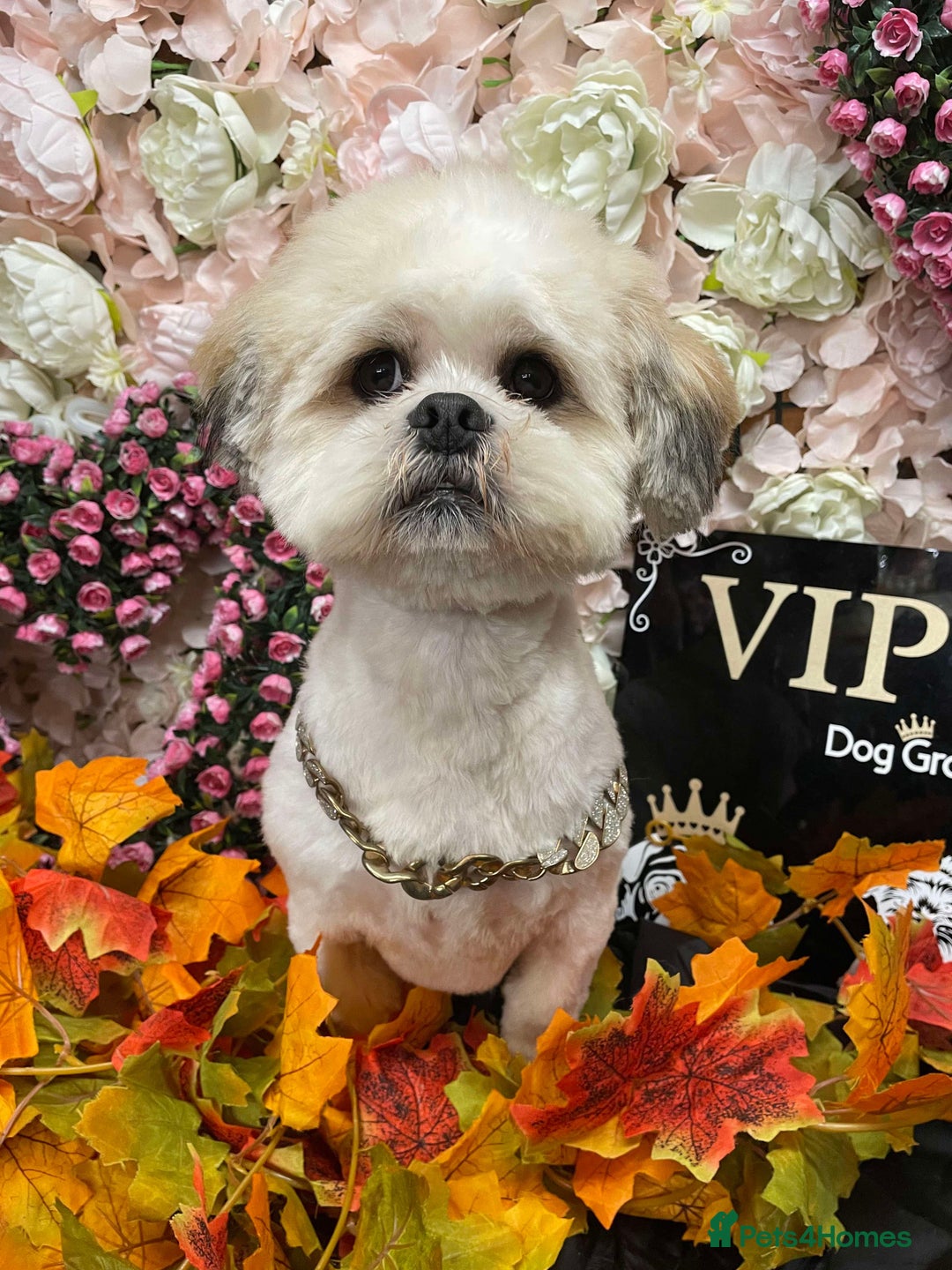 Lhasa Apso dogs for sale: Lhasa apso Last pup  - Image 6