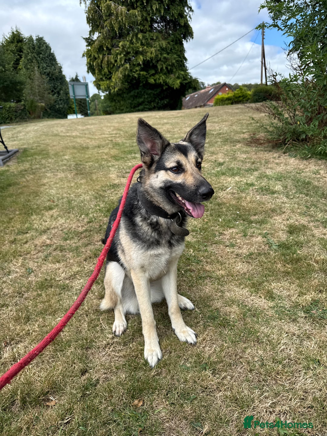 Mixed Breed dogs for sale: Gsd Cross – Looking for a Loving, Experienced Home - Image 3
