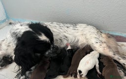 Sprocker dogs for sale: sprocker Pups  - Image 3