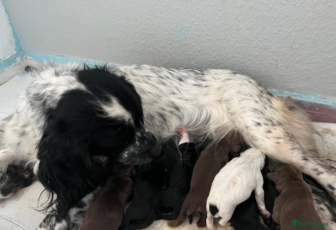 Sprocker dogs for sale: sprocker Pups  - Image 3
