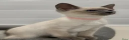 Siamese cats for sale: GCCF Registered Traditional Siamese Kittens.  - Advert 23