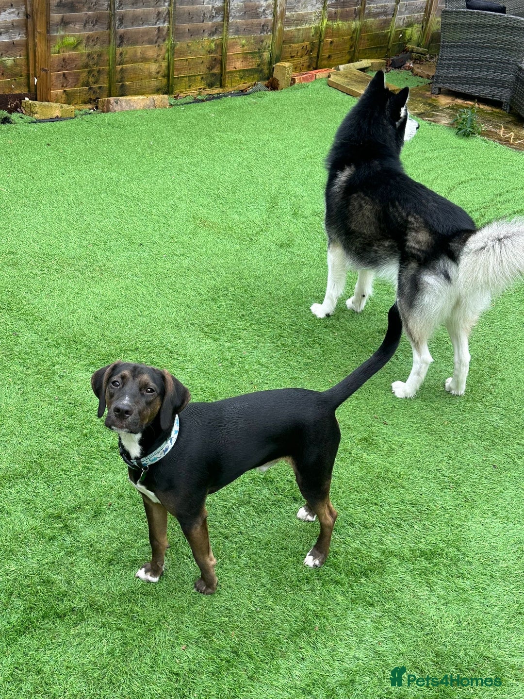 Mixed Breed dogs for sale: Spaniel cross Dacshund boy almost 2yrs - Advert 6