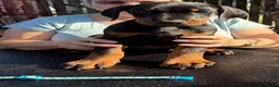Dobermann dogs for sale: Stunning KC reg Doberman puppies  - Advert 14