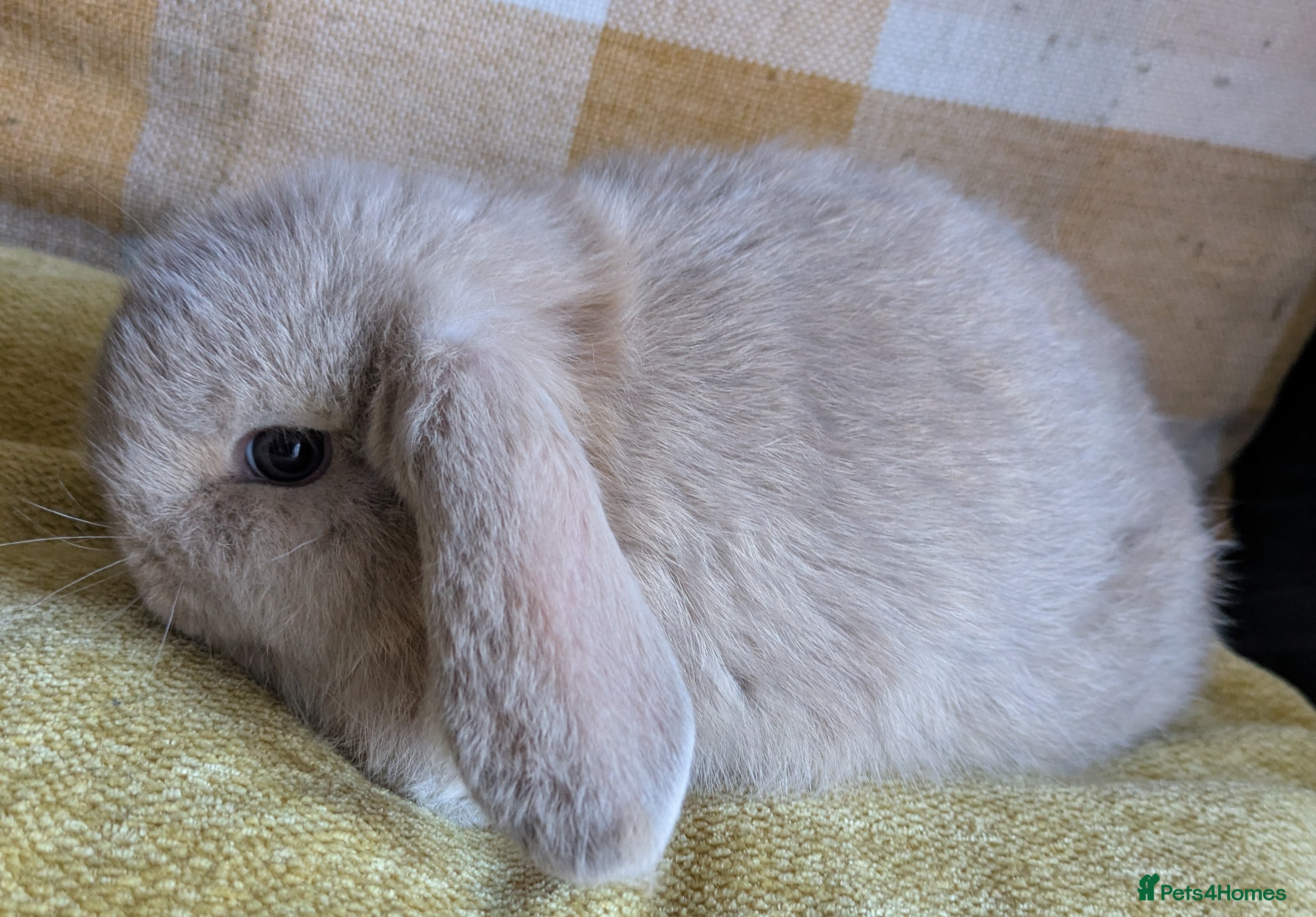 Mini Lop rabbits 1 Beautiful female baby mini lop ready to reserve - Advert 1