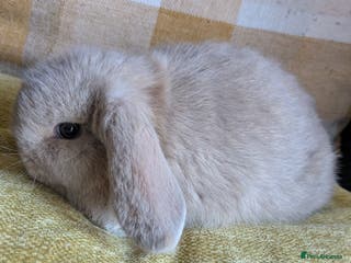 Mini Lop rabbits 1 Beautiful female baby mini lop ready to reserve - Advert 1
