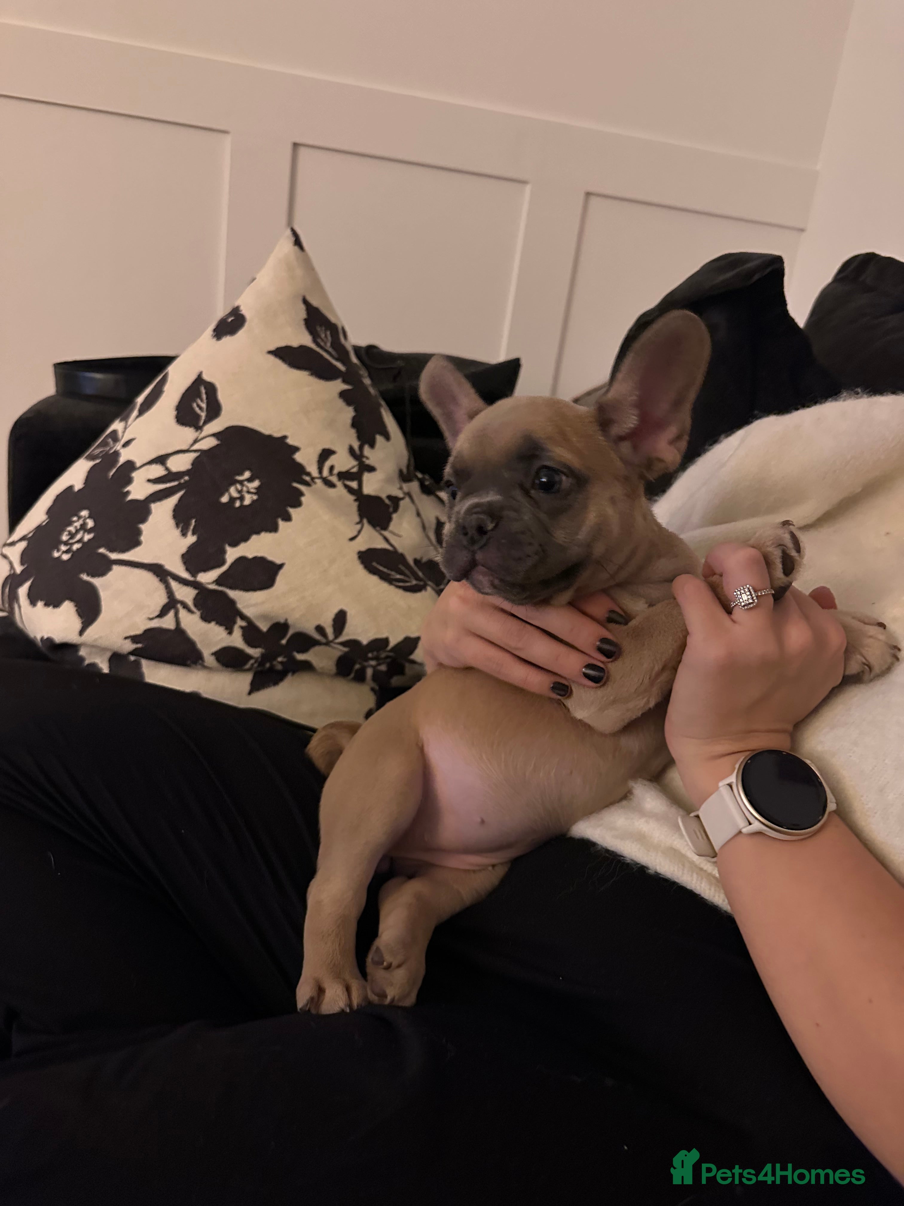 French Bulldog dogs READY! LAST PUP -GIRL French Bulldog puppies - Advert 10