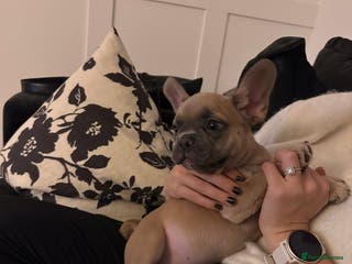 French Bulldog dogs READY! LAST PUP -GIRL French Bulldog puppies - Advert 3