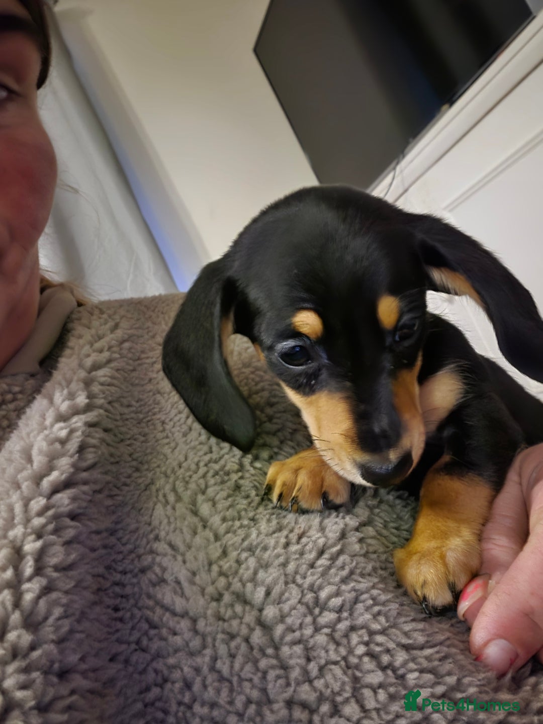 Miniature Dachshund dogs for sale: 10% legs 90% sass 100% lovable  - Image 8