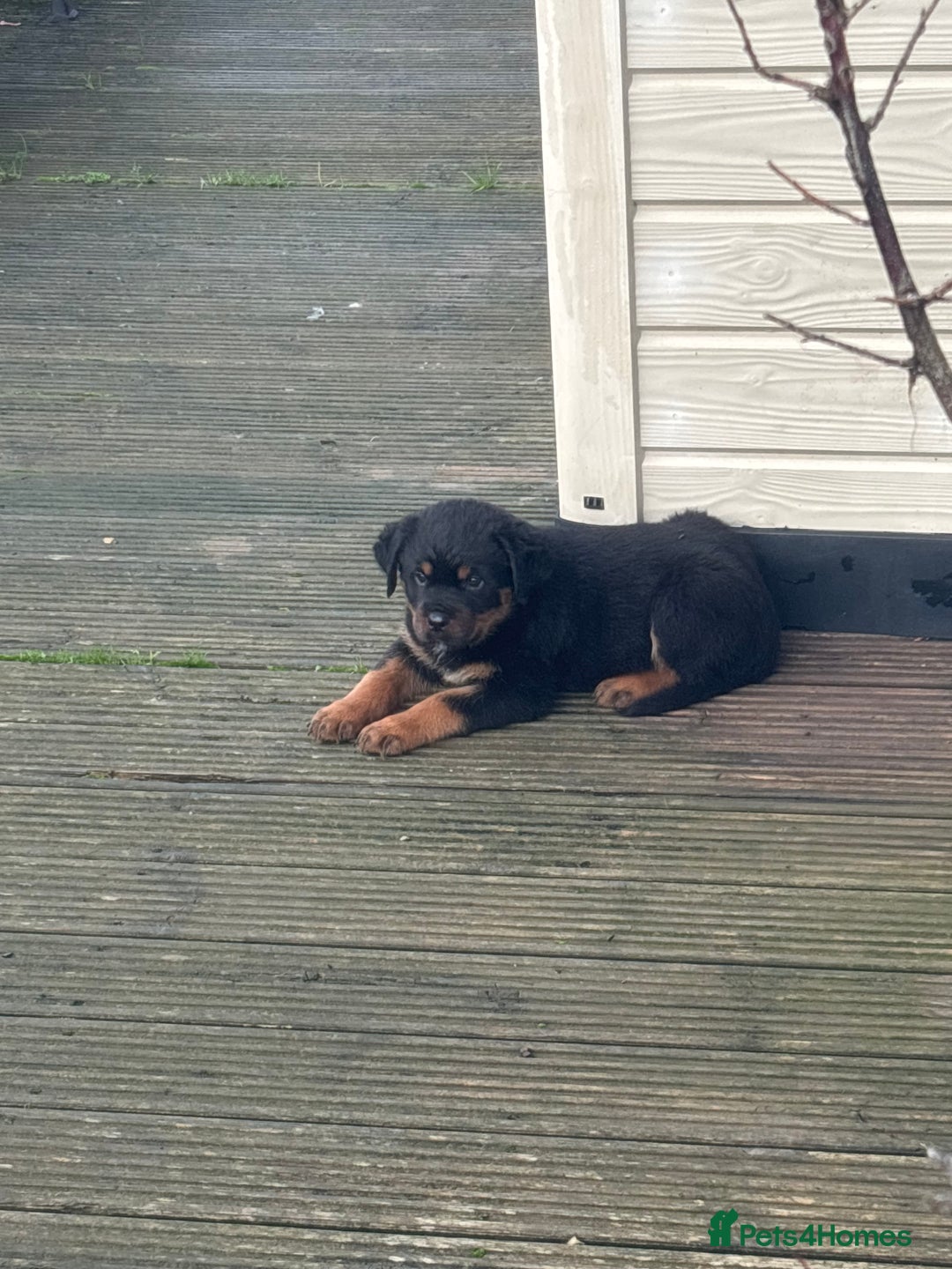 Rottweiler dogs for sale:  Rottweiler pups ready for there forever home.  - Advert 3