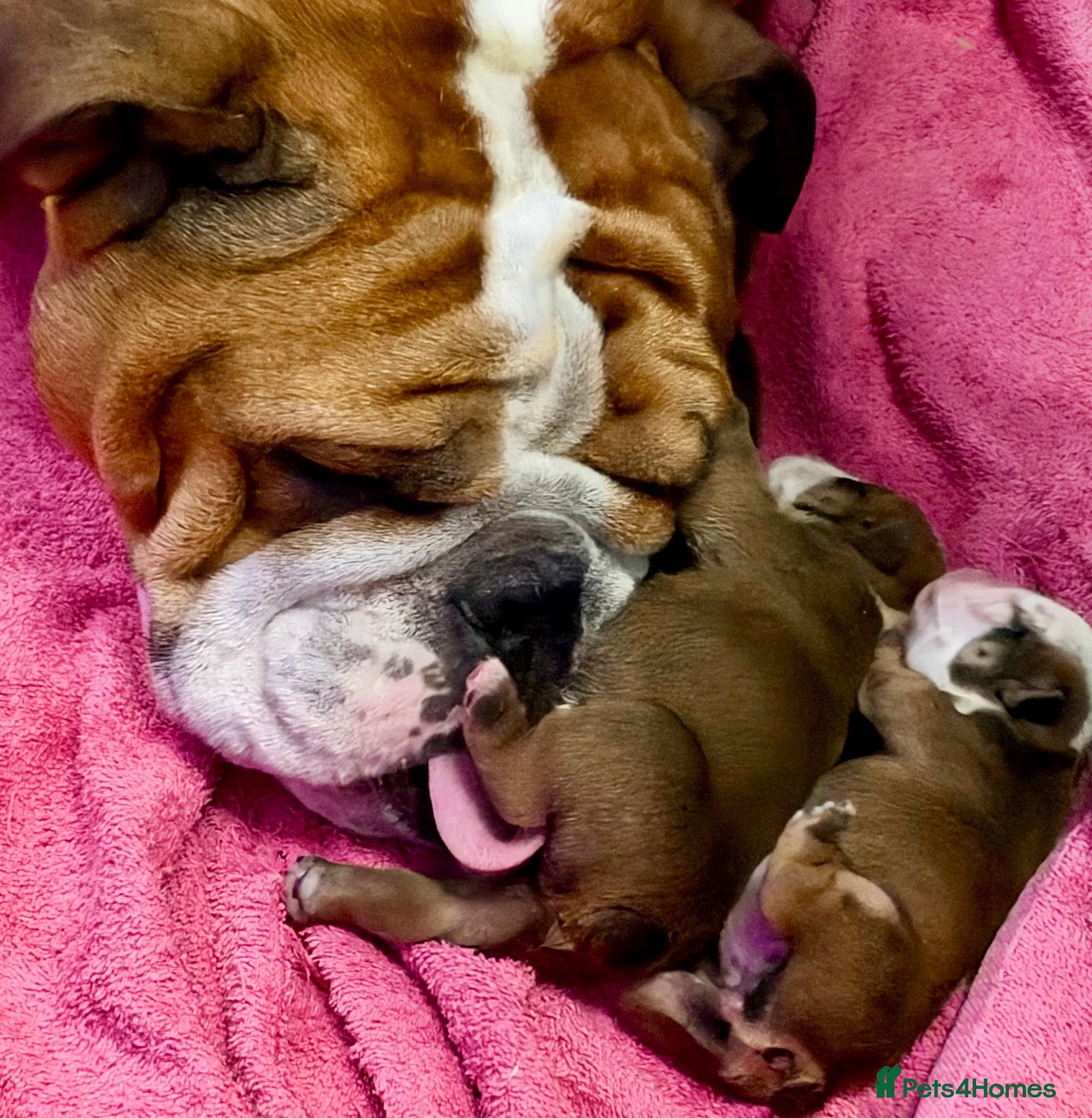 English Bulldog dogs Beautiful Litter - Health Tested Parents-13 Champs - Advert 1