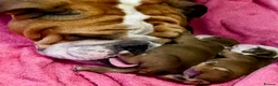 English Bulldog dogs for sale: Beautiful Litter - Health Tested Parents-13 Champs - Advert 1