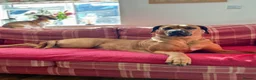 Rhodesian Ridgeback dogs for sale: Wait List Open - Safely Arrived 14th June - Advert 14