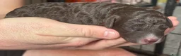 Cockapoo dogs for sale: BEAUTIFUL COCKAPOO PUPPIES  - Advert 18