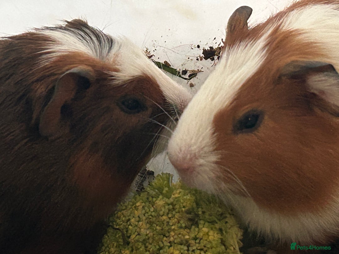 Guinea Pig rodents for sale: Beautiful Baby Guinea Pigs. - Advert 10