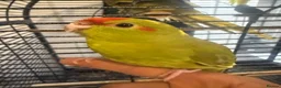 Budgerigars birds for sale: Kakarikis tame baby’s and Adults - Advert 1