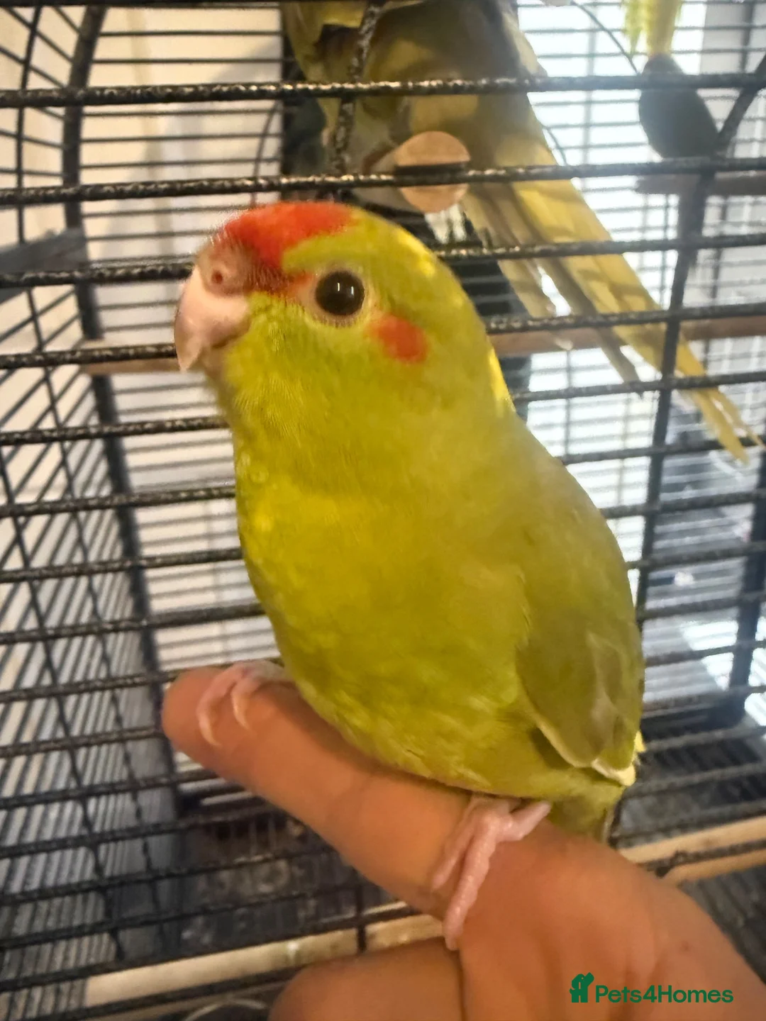 Budgerigars birds for sale: Kakarikis tame baby’s and Adults - Advert 1