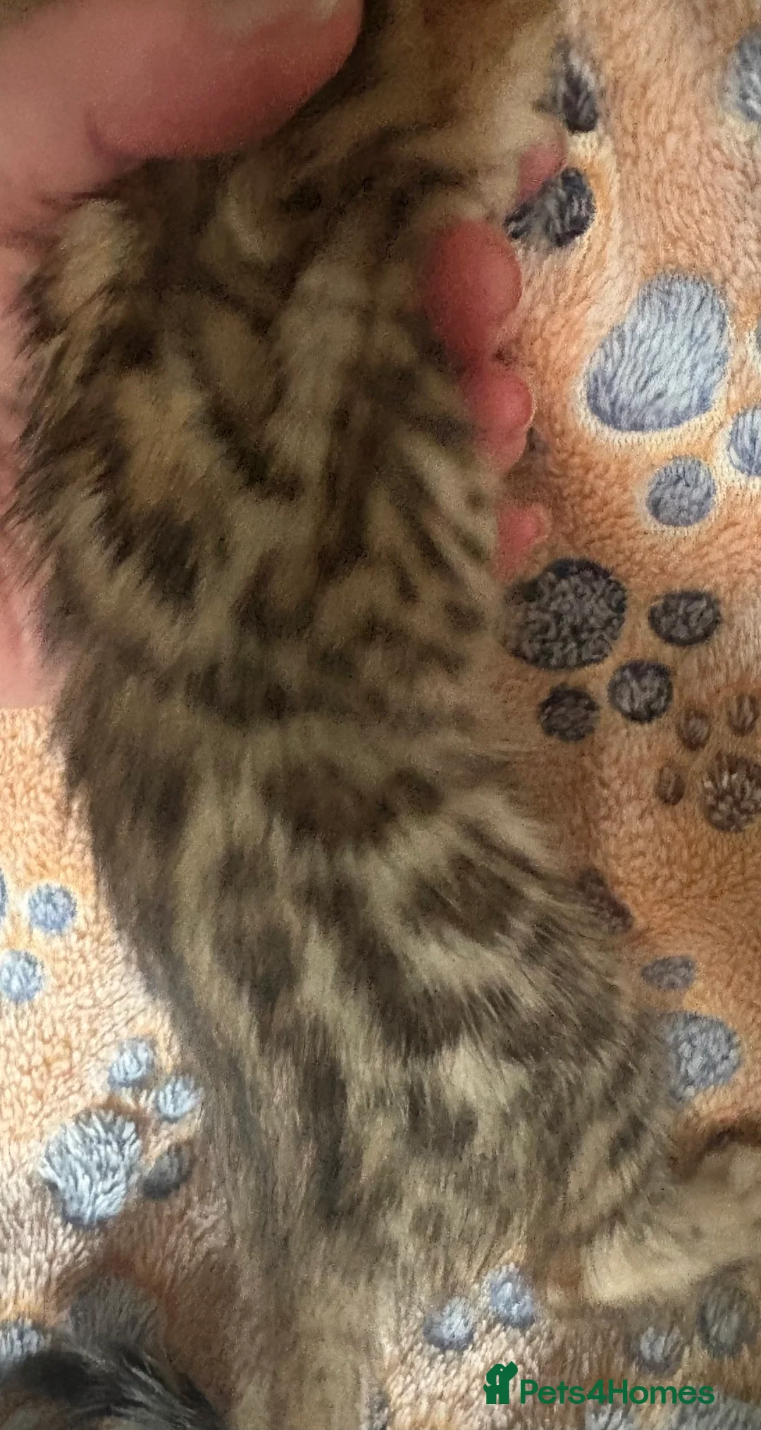 Bengal cats for sale: Stunning Tica reg Bengal kittens  - Advert 6